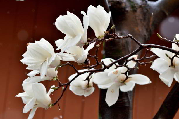 Magnolia denudate, commonly called Yulan magnolia, native to China, is a small deciduous tree that grows 10-13 meter tall. Fragrant goblet-shaped white flowers, typically with 9 thick white petals, bloom in spring. Flowers bloom before the leaves emerge. Flower gives way to cone-like fruits that mature to red in late summer.