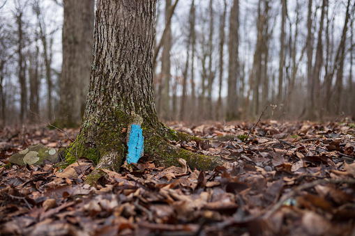 The Woodbourne Forest and Wildlife Preserve just south of Montrose, Pennsylvania, photographed during a cloudy winter day. A painted hiking marker rests on the ground after falling.