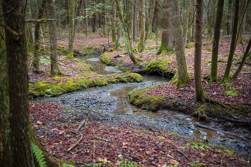 The Woodbourne Forest and Wildlife Preserve just south of Montrose, Pennsylvania, photographed during a cloudy winter day. A twisty creek flows through the woods.