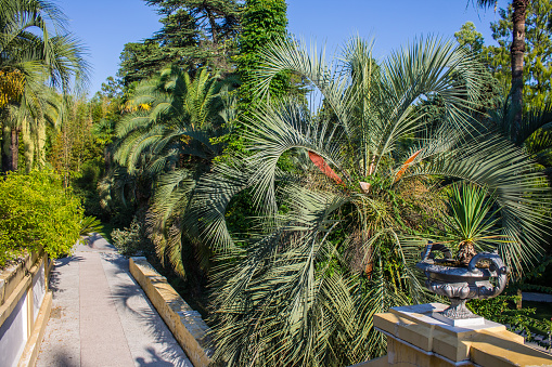 Palm trees and other tropical trees in the Arboretum Park in Sochi on a sunny summer day