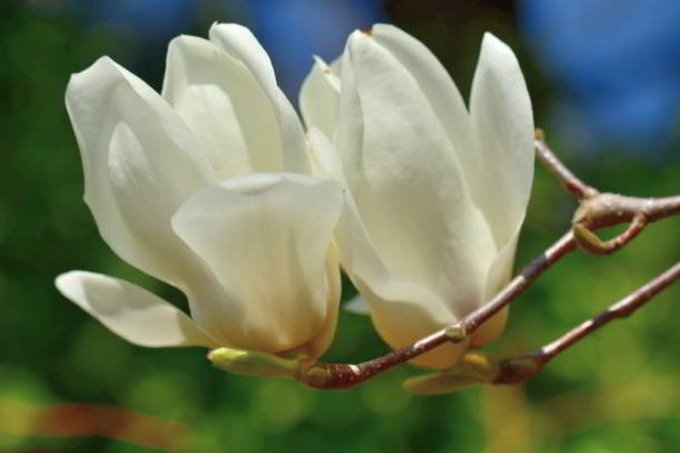istock Magnolia Denudate / Yulan Magnolia: Large,White, Elegant Flowers 2091102132