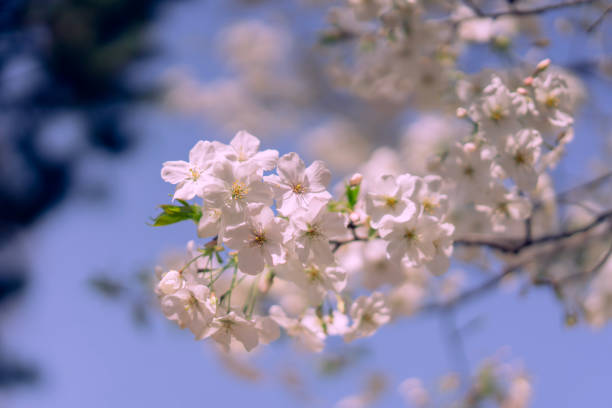 Beautiful cherry blossoms blooming in a park in Tokyo