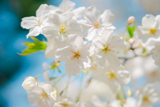 Beautiful cherry blossoms blooming in a park in Tokyo
