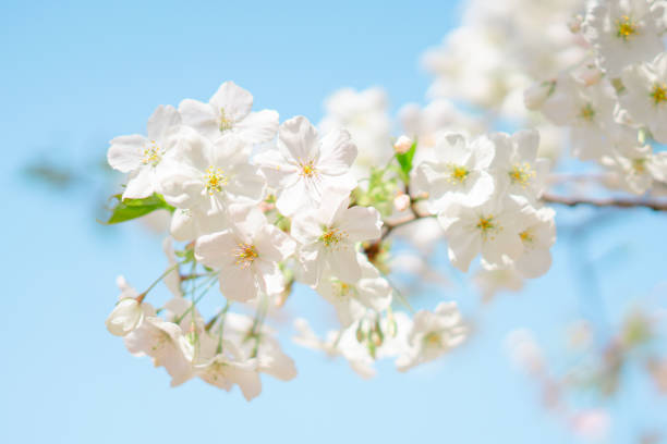 Beautiful cherry blossoms blooming in a park in Tokyo