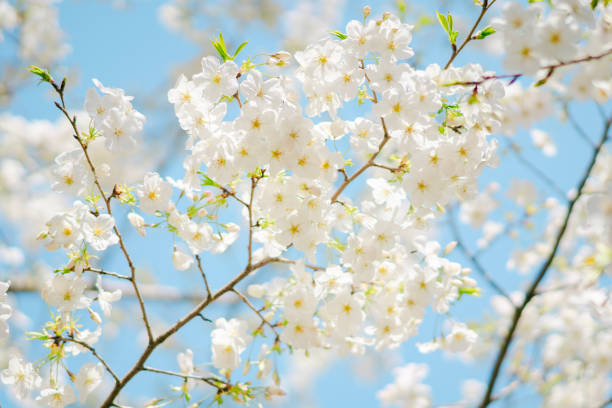 istock Beautiful cherry blossoms blooming in a park in Tokyo 2091137693