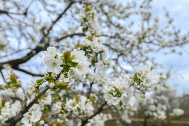 istock Cherry blossom branch in the garden in spring 2091142386