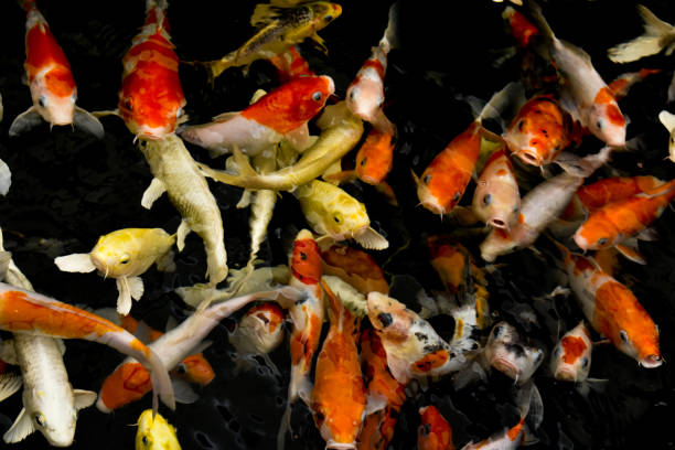 istock Koi carp fishes in pool. 2091143439