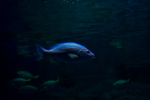 Fishes under water swimming with Fishes.