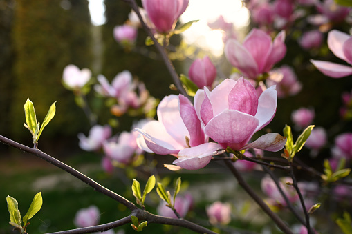 beautiful magnolia soulangeana isolated on white