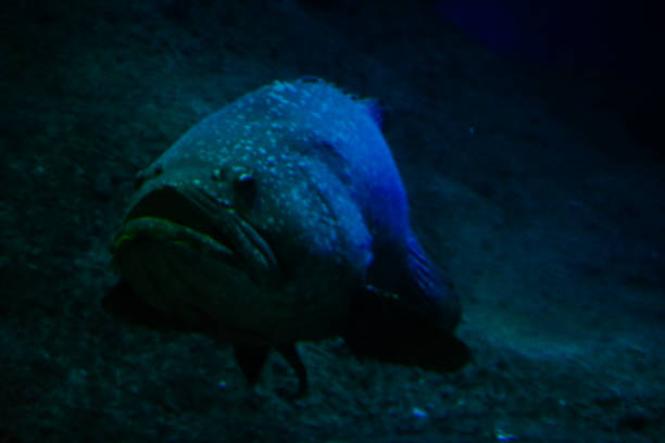 istock Grouper fish with large mouth in natural habitat. 2091148744