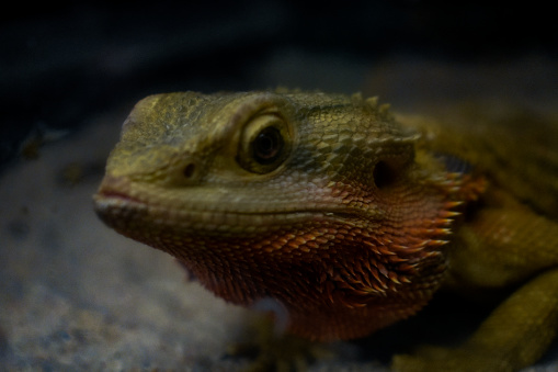 Bearded dragon close up view