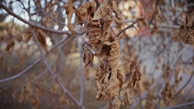 Close-up shots of withered leaves on a deciduous tree during autumn in murcia, spain, conveying a sense of decay and the changing seasons.