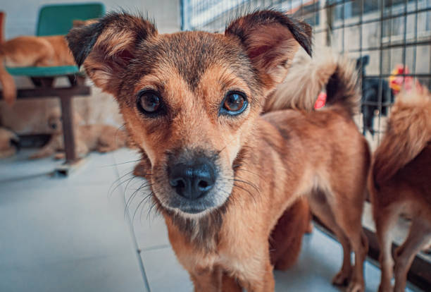 Sad dog in shelter waiting to be rescued and adopted to new home. Shelter for animals concept Sad dog in shelter waiting to be rescued and adopted to new home. sad dog shelter stock pictures, royalty-free photos & images