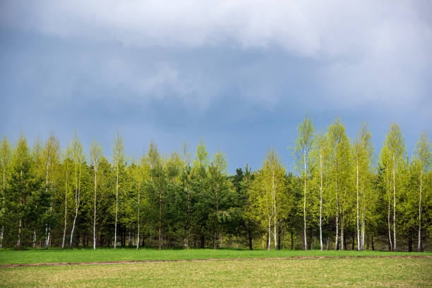 Beautiful Summer rural landscape with green grass and wild flowers on the background of a forest.