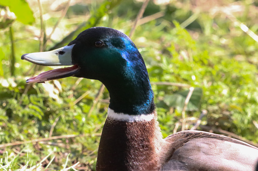 A beautiful animal portrait of a Mallard Duck