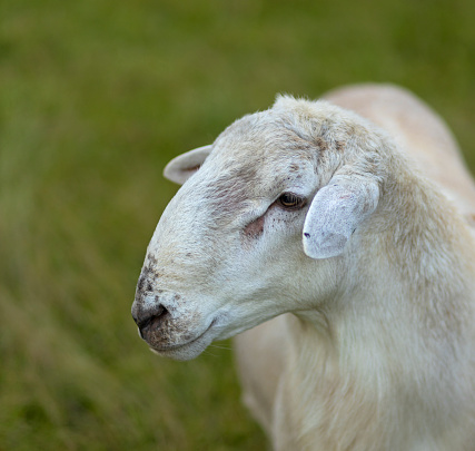 White faced new born Lleyn lambs with ewes on a farm at lambing time, UK