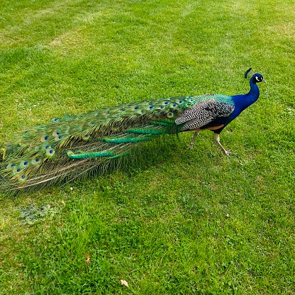 Peacock specimen