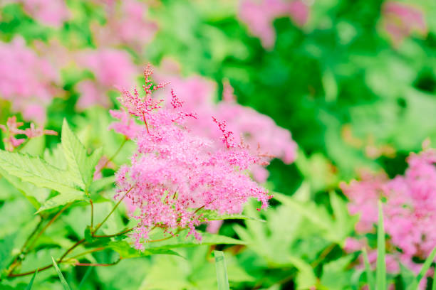 Beautiful hydrangea flowers blooming in Kamakura