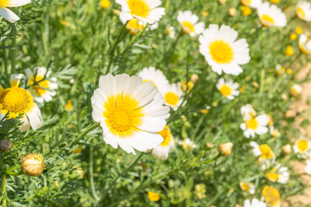 Single flowerhead of a white common daisy (Bellis perennis), picked out against an attractive soft focus bokeh that provides copy space.