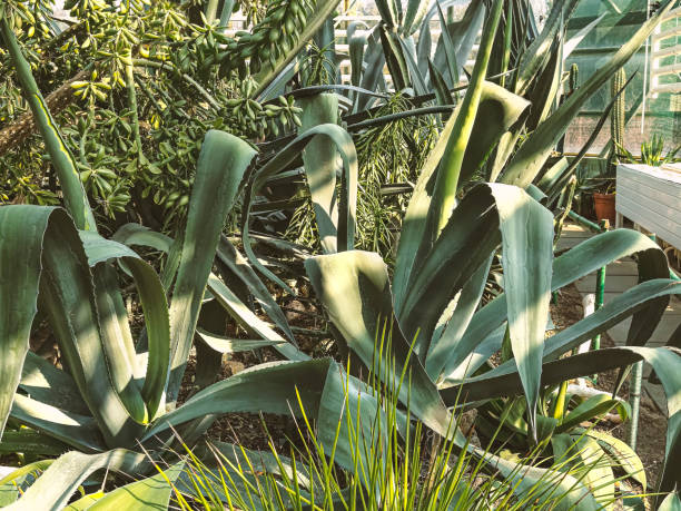 Overgrown blue agave succulent plants in a botanical garden. Heat-loving tropical plants in sunlight.