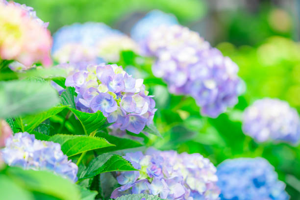 istock Beautiful hydrangea flowers blooming in Kamakura 2091248630