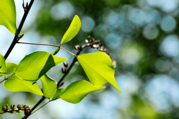 leaves of the sun