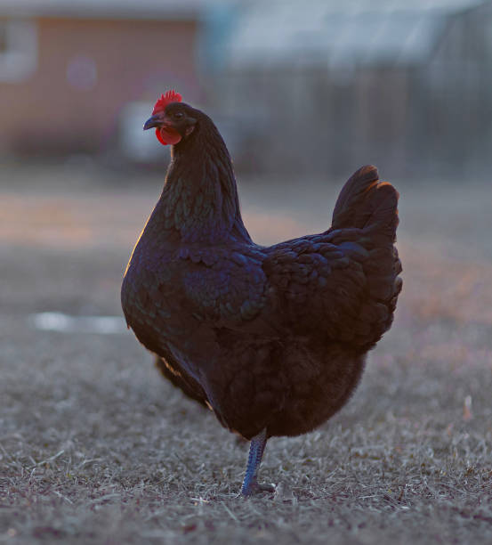 istock Last fingers of light behind a chicken hen 2091293700