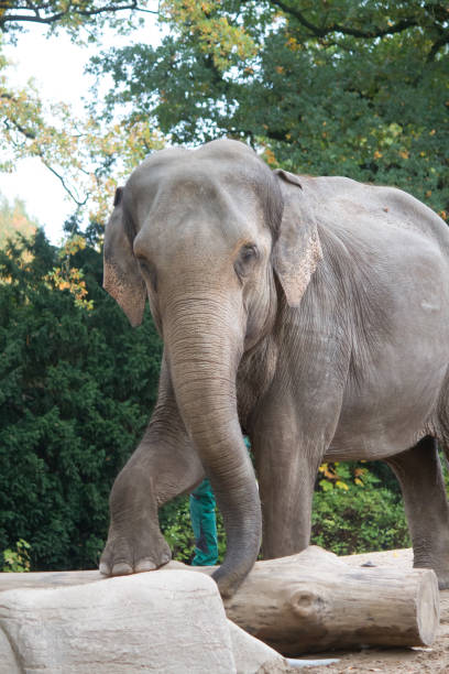 istock Elephant stepping on a log, animal portrait 2091294779