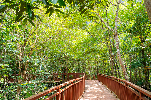 A wooden bridge spans a forest path. The trees are green and lush, and the sky is clear. The scene is peaceful and serene