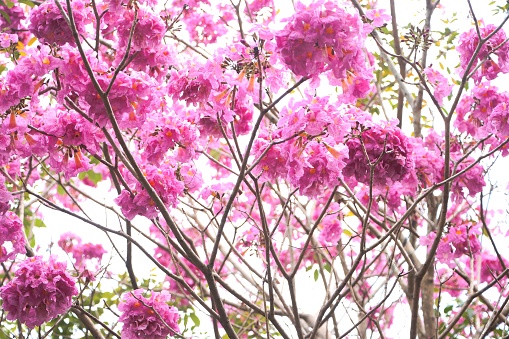 Tabebuia rosea flower blooming in the sunny morning at Can Tho city, Vietnam, known as rosy trumpet tree.