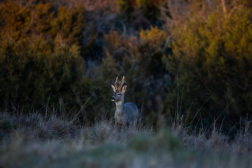 In the tranquil hues of the evening, a magnificent male stag deer stands proudly amidst a vast field, illuminated by the fading light of the setting sun. His antlers tower gracefully above him as he surveys his domain, embodying the regal beauty of the natural world
