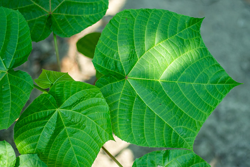 Velvetleaf is often called elephant ears. used the plant for medicinal purposes to treat fever, dysentery, stomach aches, and other problems
