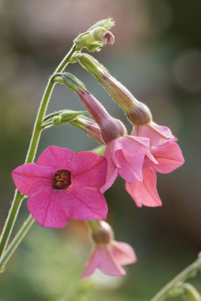 Tobacco plant flowers