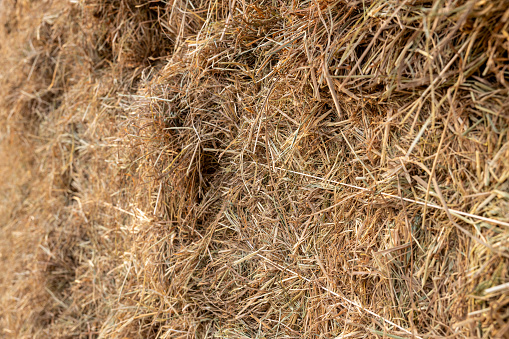 High angle view of brown grass texture background.