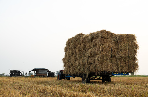Low angle view from the back of a walk-behind tractor carrying piles of straw bales tied with ropes to prevent falling, stacked on top of each other, stationary near a hut resting on a rice field where the harvest has finished.