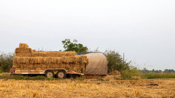 istock Low angle view: Stacks of straw bales tied with rope stacked. 2091314191