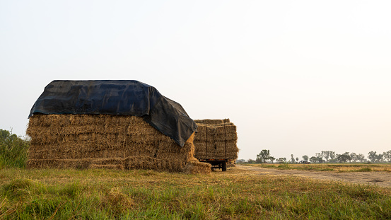 Low angle view: Stacks of straw bales tied with rope stacked on top of each other, covered with tarpaulins above the ground and loaded onto a stationary tractor on the rice field where the harvest has finished.