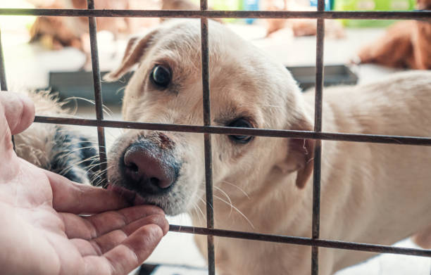 Close-up of male hand petting stray dog in pet shelter. People, Animals, Volunteering And Helping Concept. stock photo