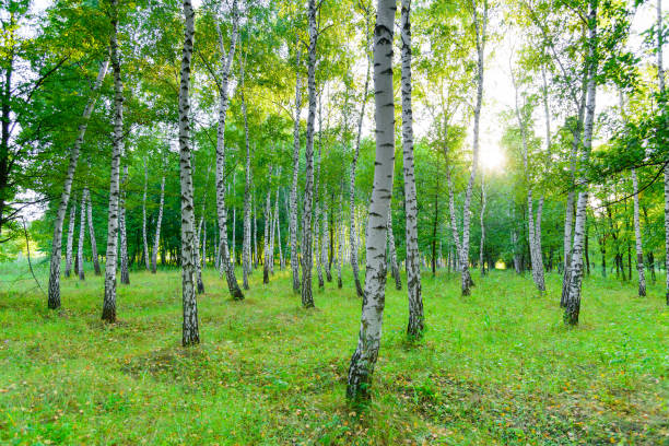 istock Birchwood in the summer. Front light. 2091321571
