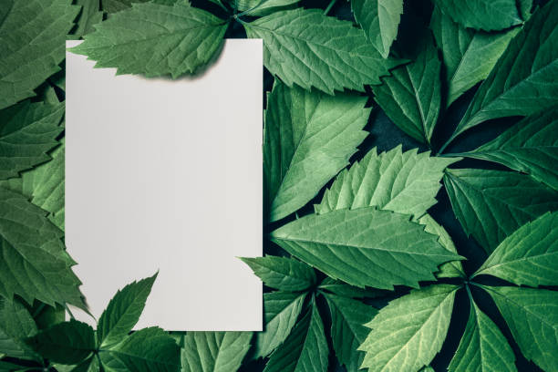 istock Creative layout made of green leaves and blank space frame with copy space mock up 2091333795