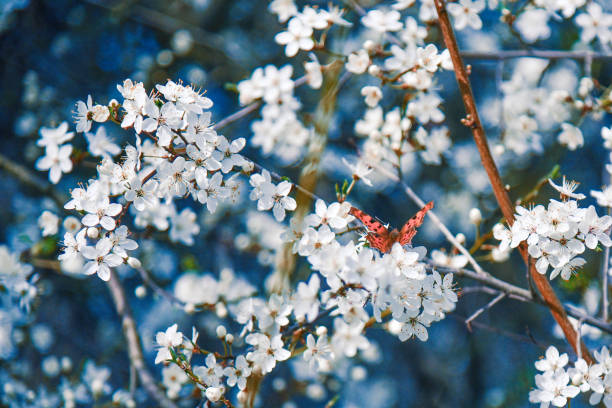 Branch of a blossoming tree with butterfly in spring with beautiful white flowers, spring nature close-up.