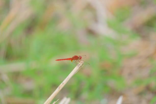 Telephoto image of a dragonfly in the grass.