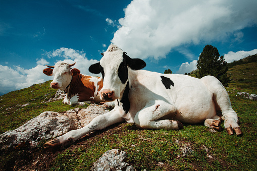 Cattle and cows on the Dolomites: cows farming freely in the wide pasture of the mountain area