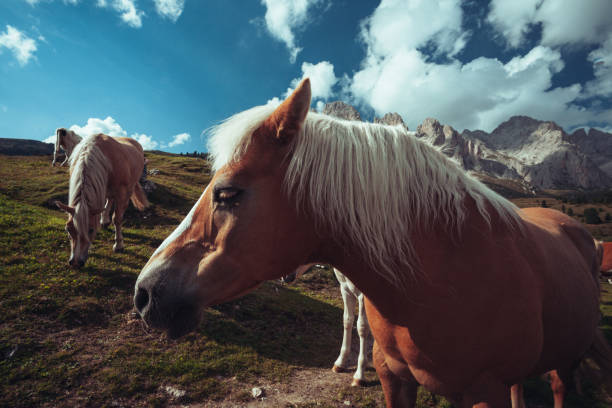 istock Haflinger horses in the landscapes of Dolomites 2091344310