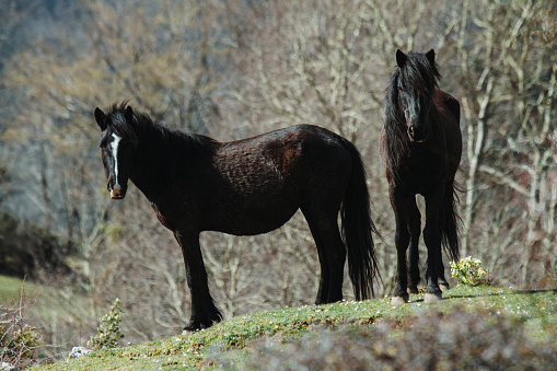 Horses on the mountain: the horses are free in the wide pasture of the mountain area