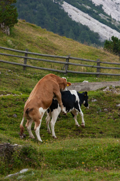 istock Cattle and cows in the landscapes of Dolomites 2091344821