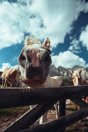 Haflinger horses on the Dolomites: the horses are farmed freely in the wide pasture of the mountain area