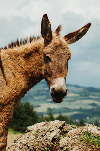 Donkey on the Dolomites: free in the wide pasture of the mountain area