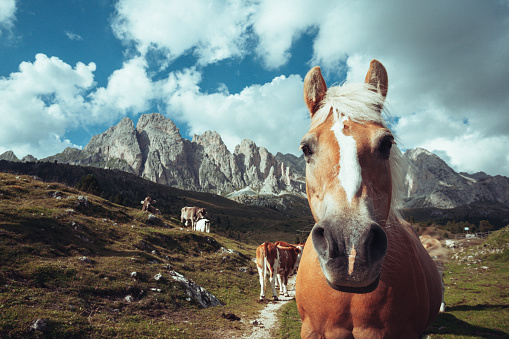 Haflinger horses on the Dolomites: the horses are farmed freely in the wide pasture of the mountain area