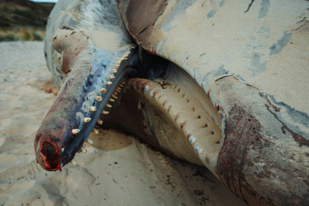 stranded sperm whale - whale sperm whale beached dead animal zdjęcia i obrazy z banku zdjęć